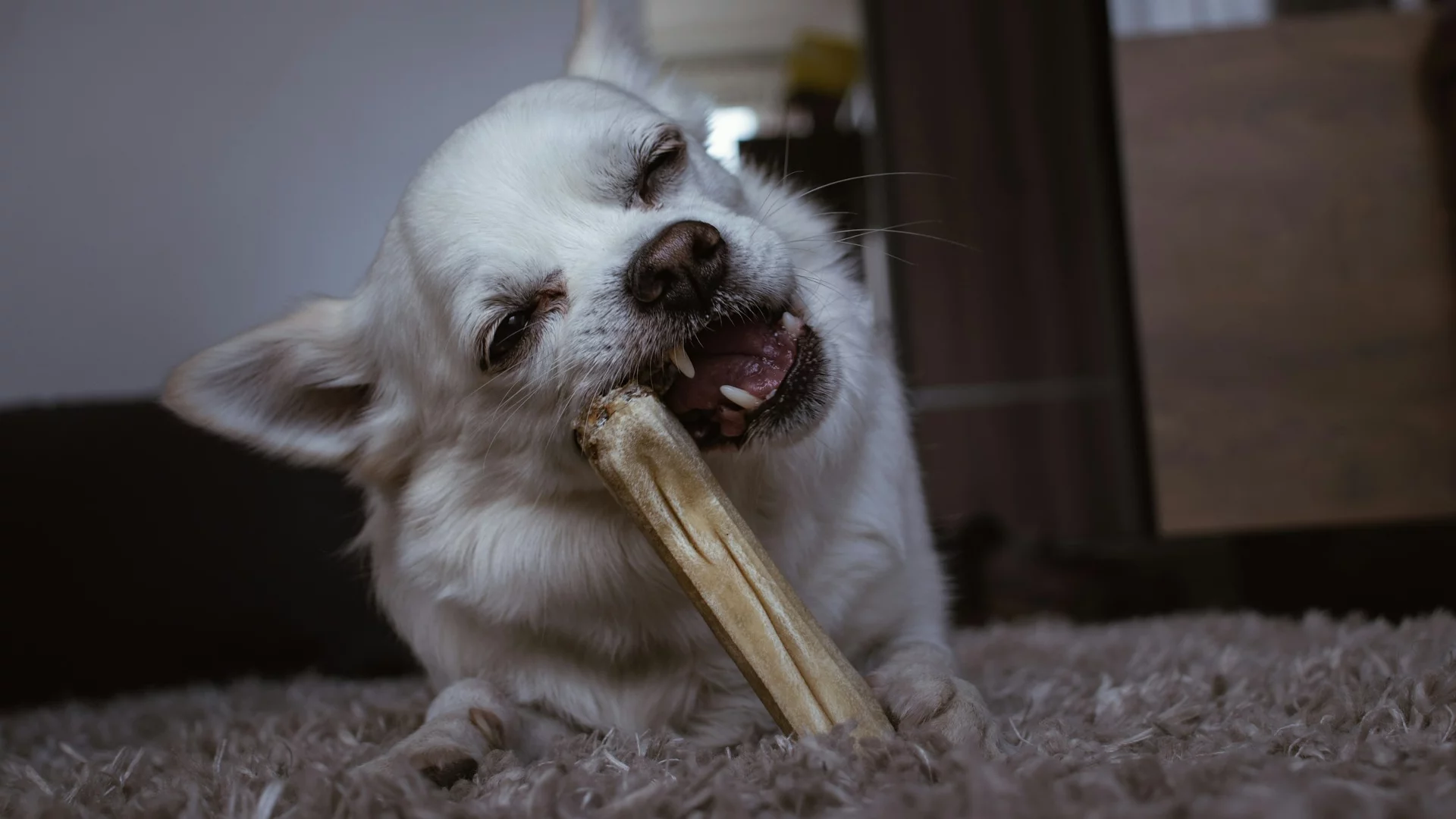 Czy obowiązkowe ubezpieczenie OC dla właścicieli psów powinno być wprowadzone w Polsce?  O to zapytał Polki i Polaków w swoim badaniu Rankomat.pl, serwis porównujący dostępne na rynku ubezpieczenia.