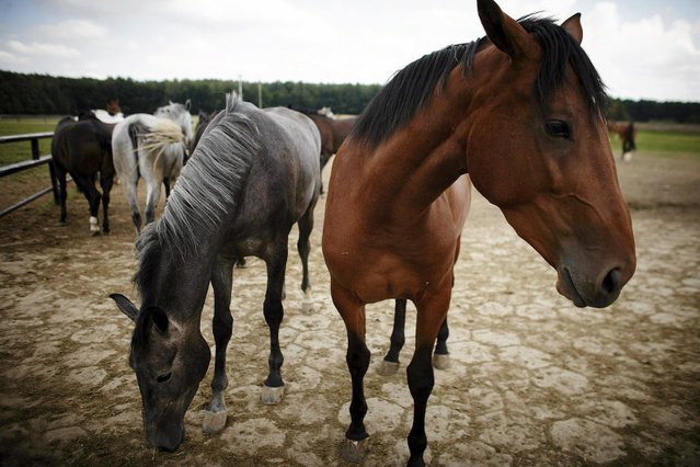 ANR dostaje coraz więcej sygnałów z zewnątrz, dotyczących sytuacji w polskich stadninach.