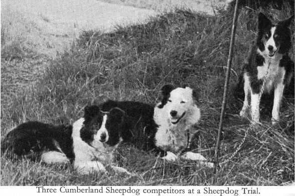 Cumberland Sheepdog Cumberland Sheepdog
