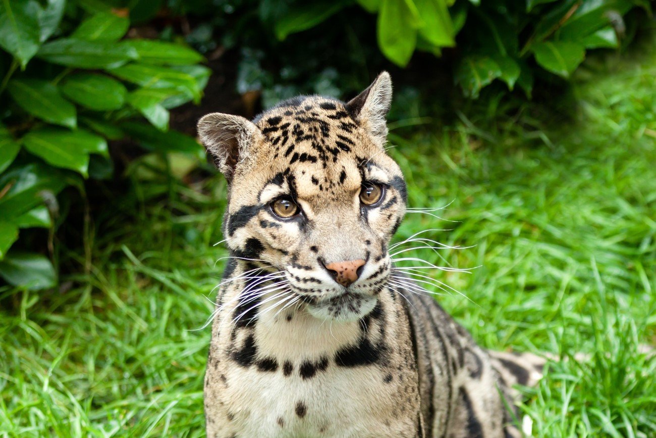 Pantera mglista – jeden z najrzadszych kotów na świecie