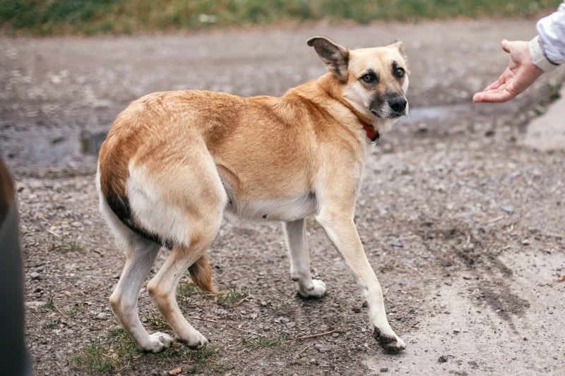 Pies podwija ogon, gdy jest zaniepokojony