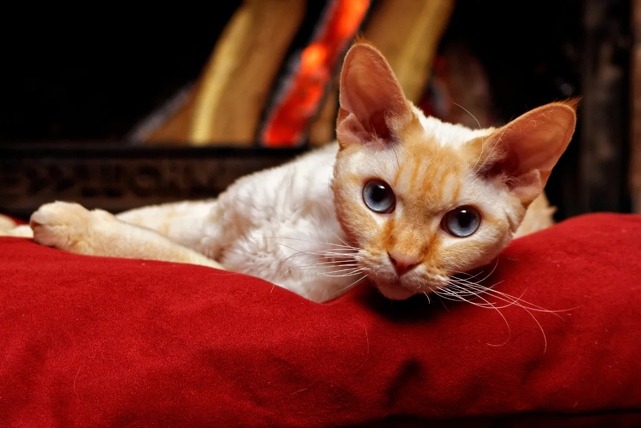 Najbardziej towarzyskie rasy kotów Devon Rex