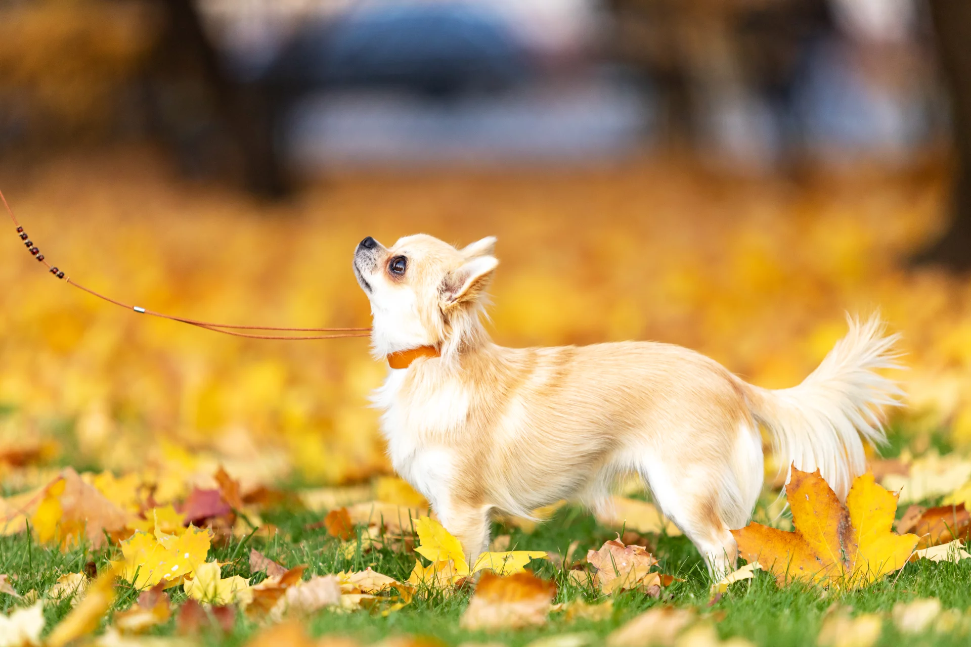 Chihuahua
