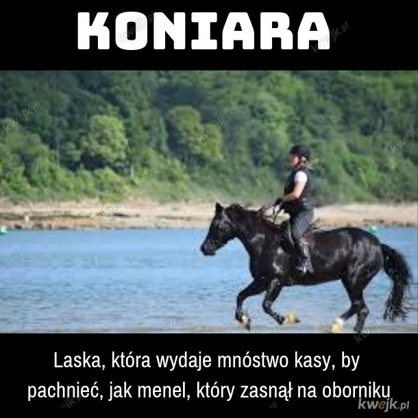 To jeden z wielu memów kpiących z koniar. I jeden z najmniej wulgarnych