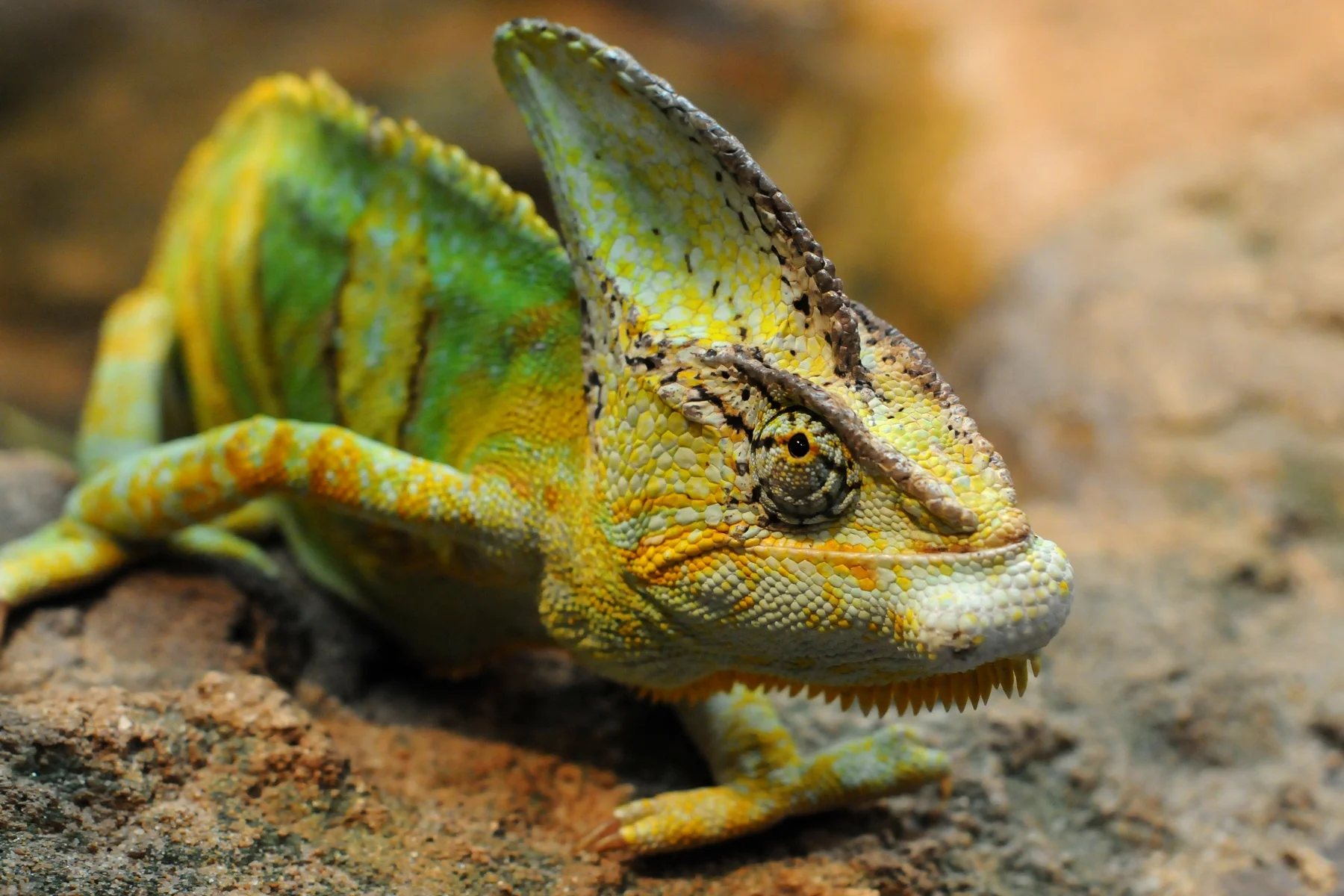  Kameleon jemeński (Chamaeleo calyptratus) 