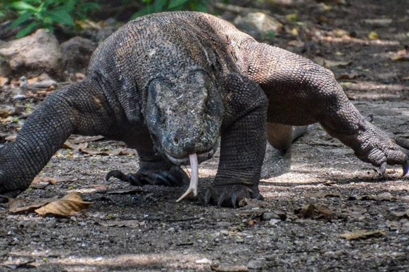 Ta największa jaszczura na świecie zaatakowała człowieka.