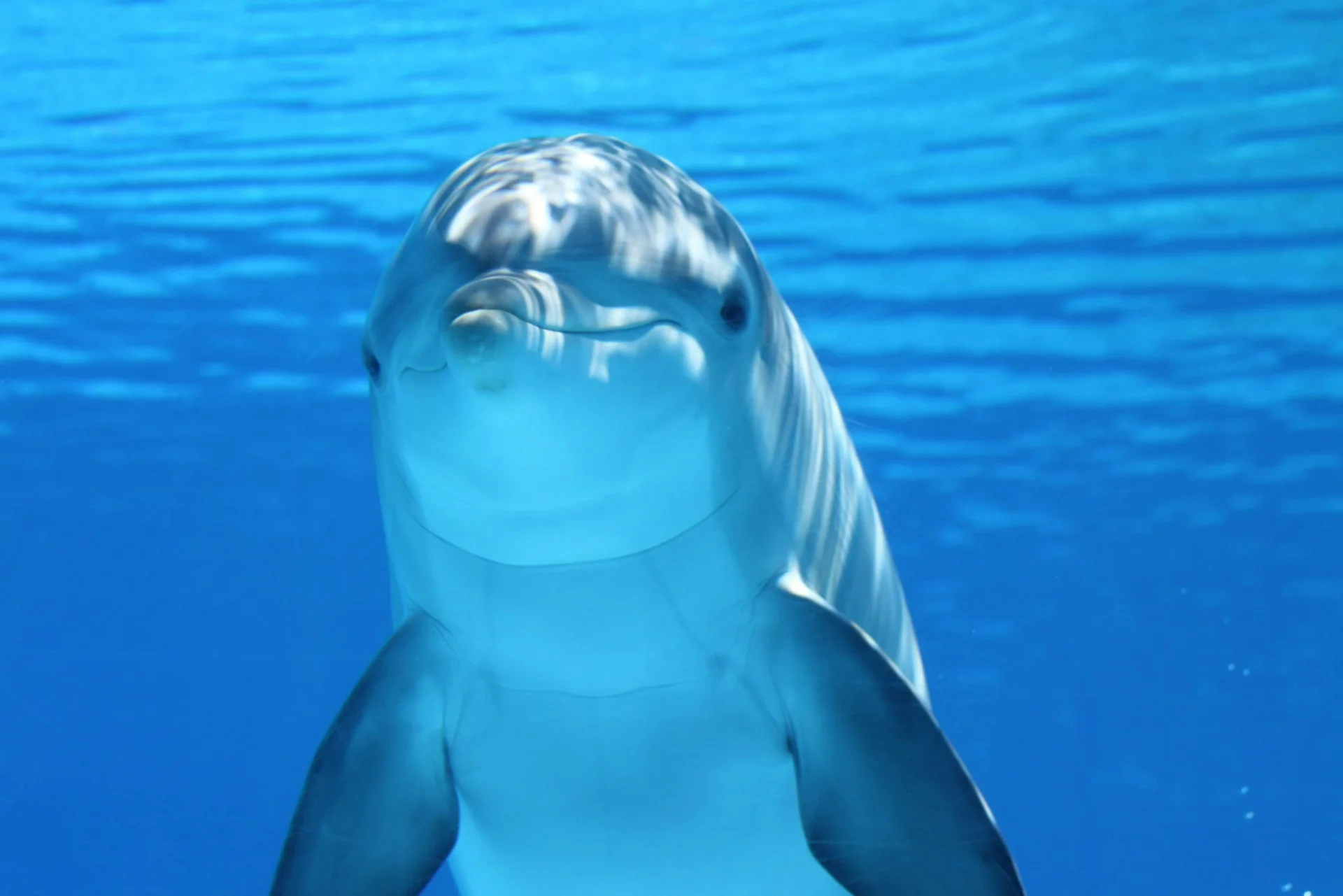 Delfin pod wodą 