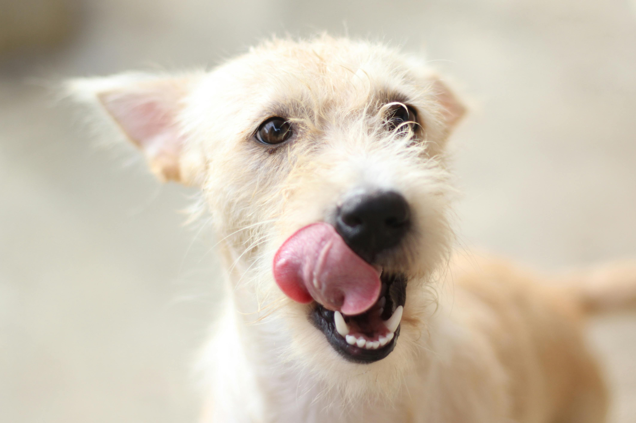 Mimo rosnącej świadomości opiekunów, wiele osób nadal nie czyści zębów swojego psa