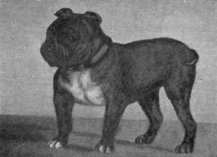Toy Bulldog Toy Bulldog