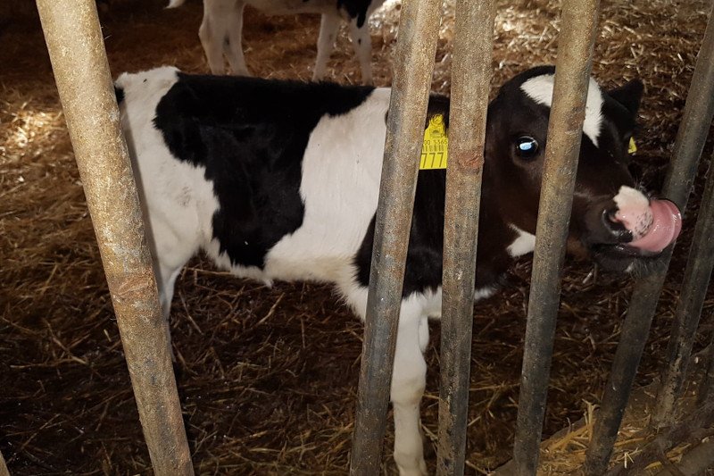 Obrońcy praw zwierząt dokonali szokującego odkrycia w państwowej instytucji.