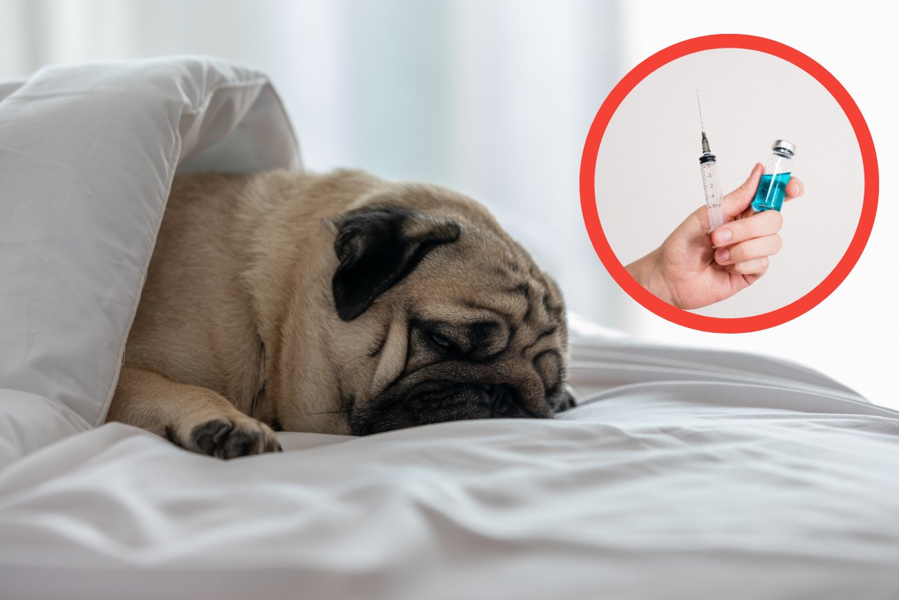 Na warszawskim Mokotowie szaleje leptospiroza