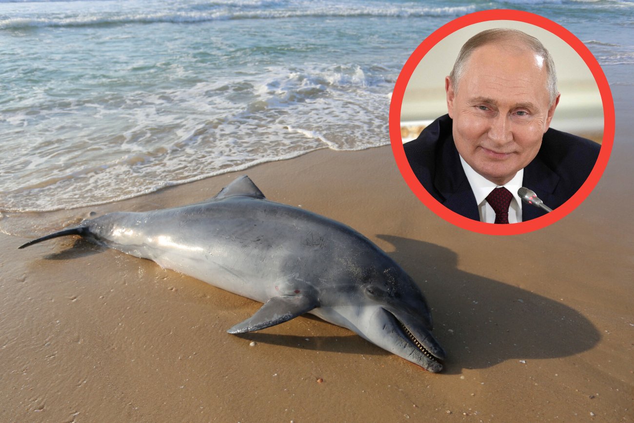 Wojska Putina zabiły w Morzu Czarnym co najmniej 900 delfinów