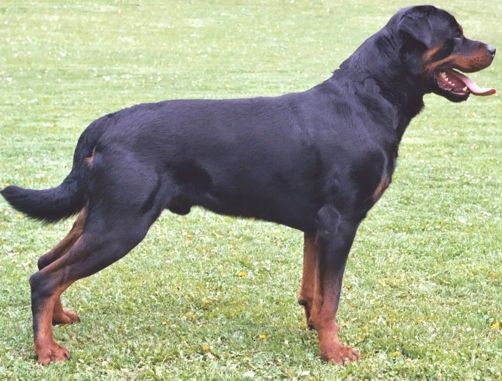 Rotweiller - pies, na którego trzeba mieć w Polsce zezwolenie Rottweiller