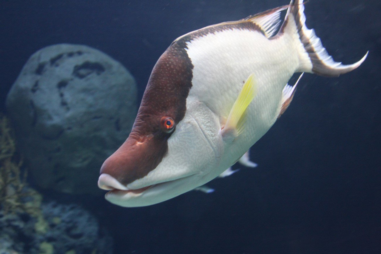 Odyńczyk – ryba kameleon