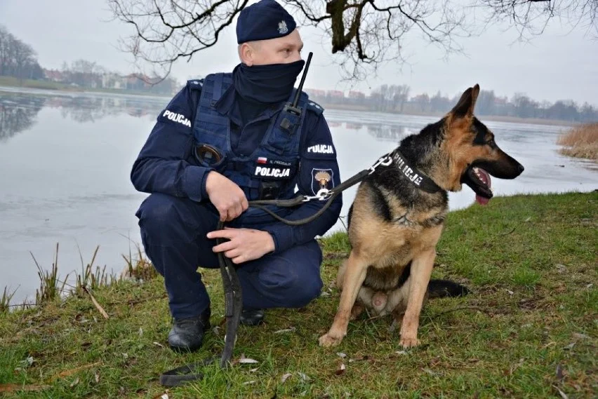 Owczarek niemiecki w polskiej policji Owczarek niemiecki w polskiej policji