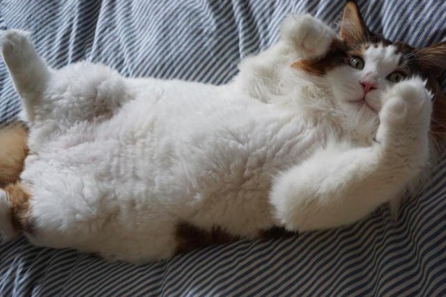 Samson zdobył sławę jako największy kot w Nowym Jorku.