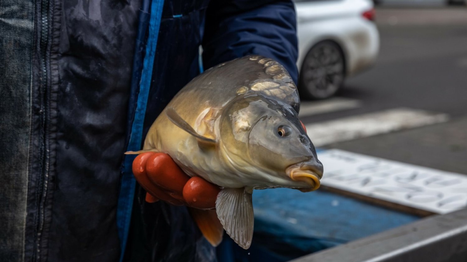 "Akcji ratowania karpi" przybywa. Tylko czy mają sens?