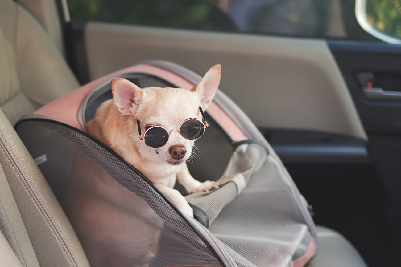 Psy wolą "elektryki" – tak wynika z badań