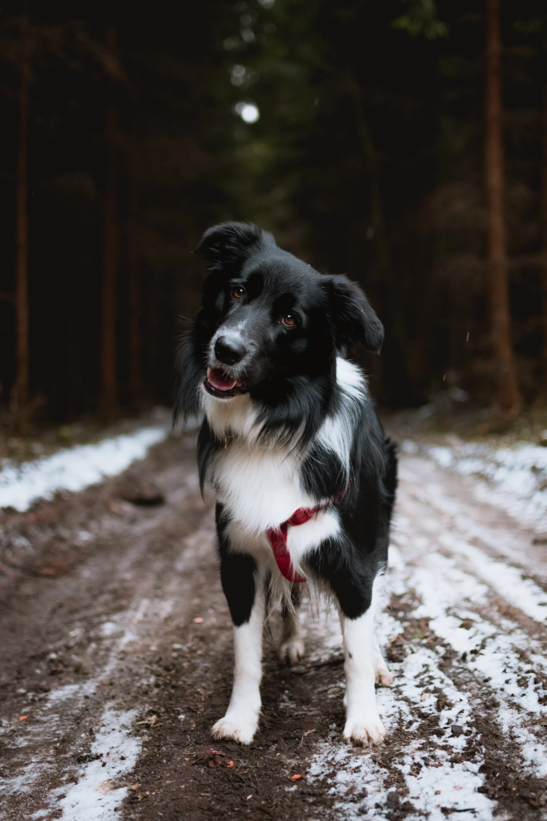 Border Collie