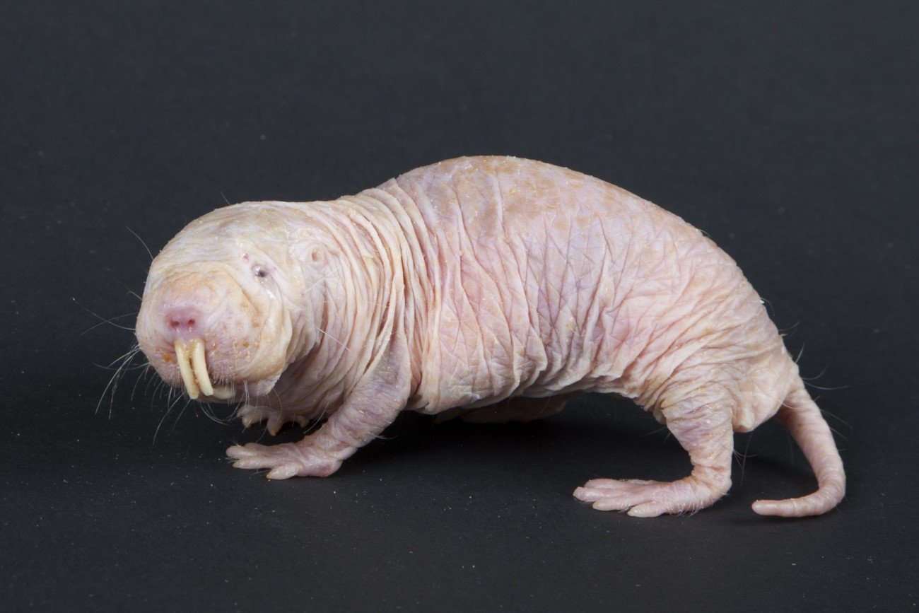 Golec piaskowy – jedno z  najbrzydszych zwierząt na ziemi