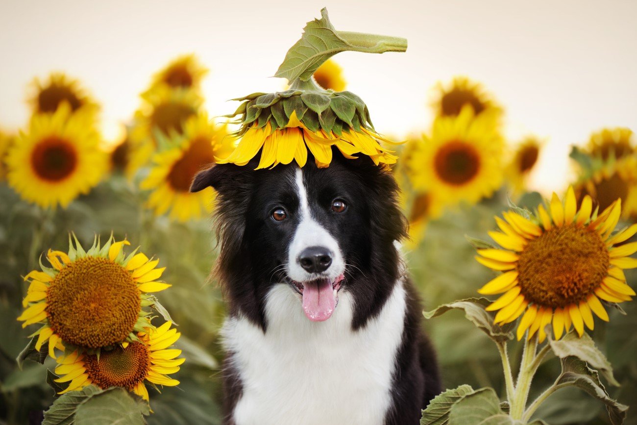 Border collie – jedna z najładniejszych średnich ras psów