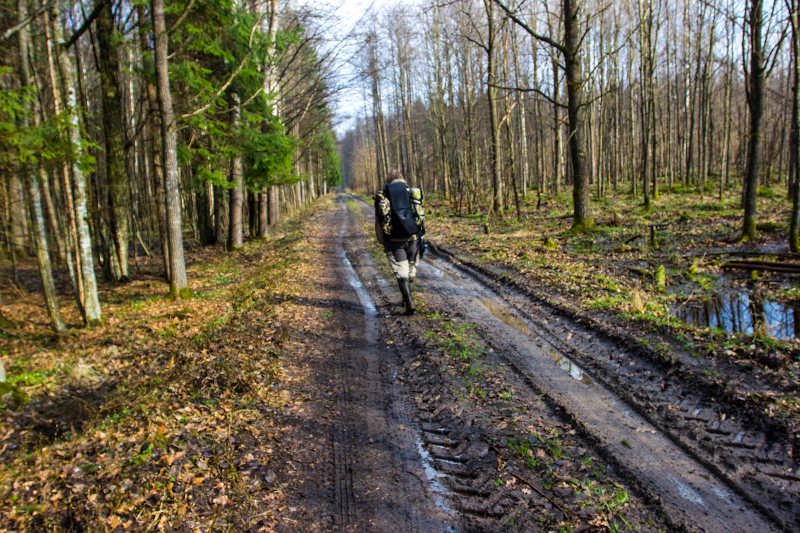Razem z Adamem Wajrakiem szukaliśmy wilków w Puszczy Białowieskiej.