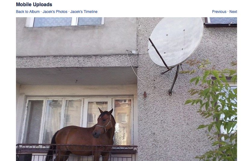 Jeden z mieszkańców Grajewa trzyma konia na balkonie.