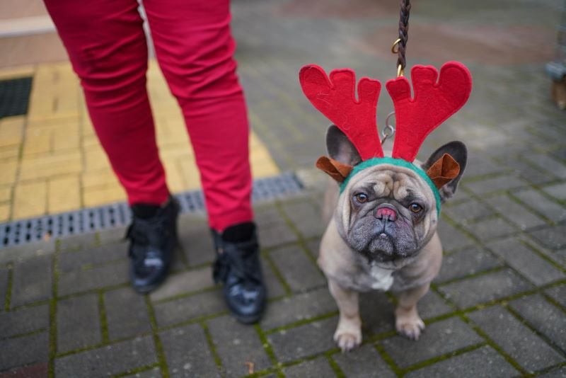 Świąteczne zwyczaje coraz częściej obejmują także nasze psy i koty. Badanie wykazało, jakie prezenty dostają od nas zwierzaki i jak spędzamy z nimi święta.