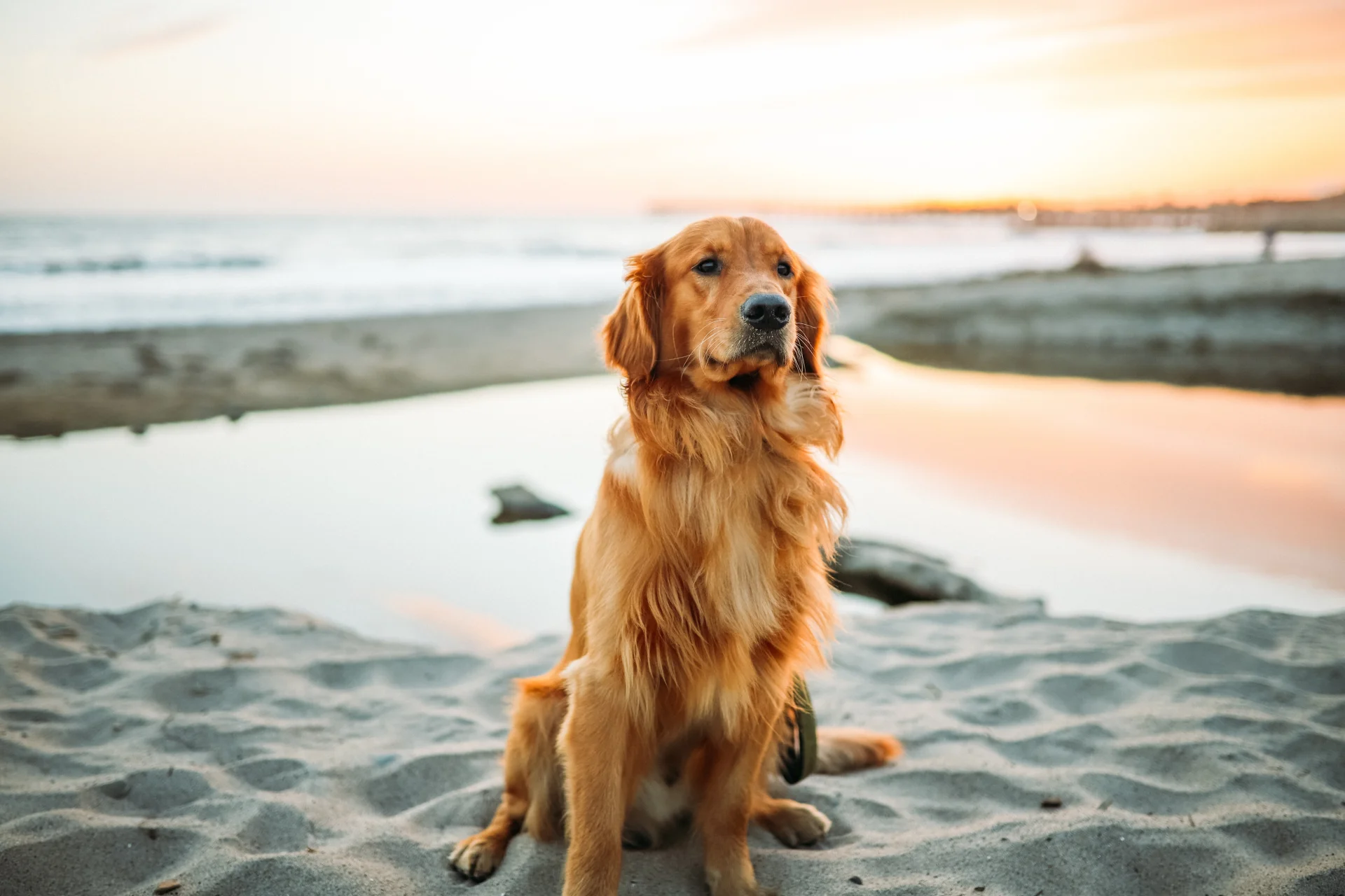 Golden Retriever - pies myśliwski