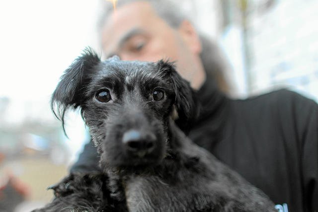 Rząd chce zwiększyć kary za przemoc wobec zwierząt, katolicka redakcja jest niezadowolona