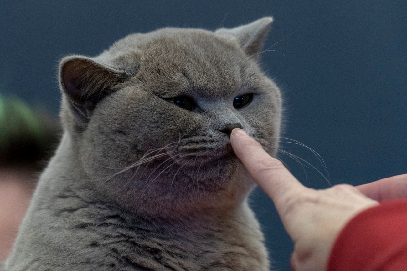 Kot brytyjski z palcem na nosie