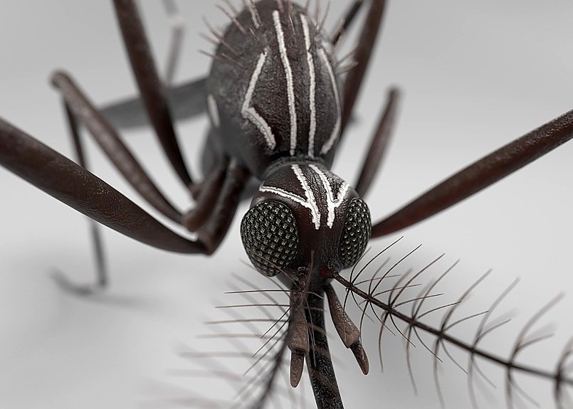 Nowy sposób na walkę z komarami Aedes aegypti bez pestycydów [WYJAŚNIAMY]