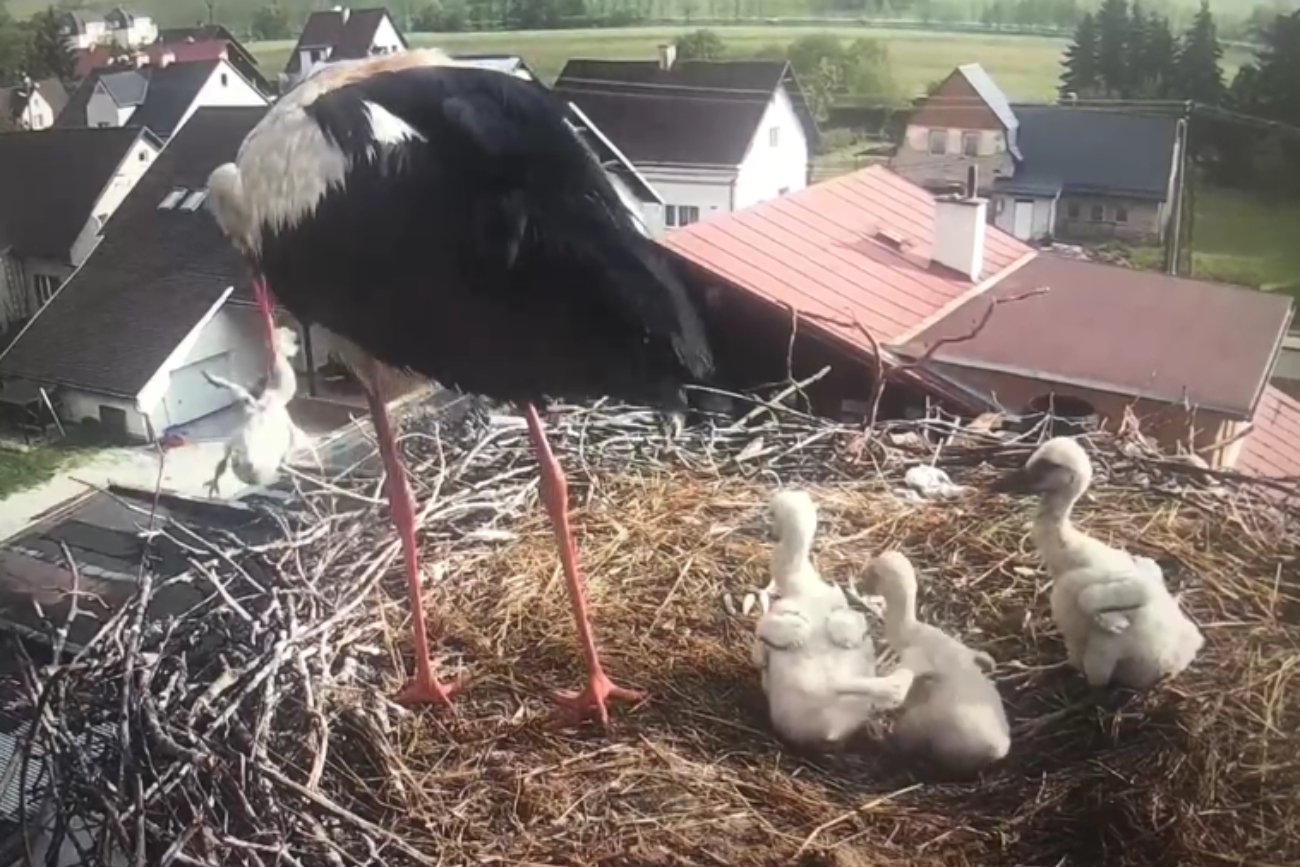 Słynny bociani tata wyrzucił jedno pisklę z gniazda. Wideo uchwyciło moment