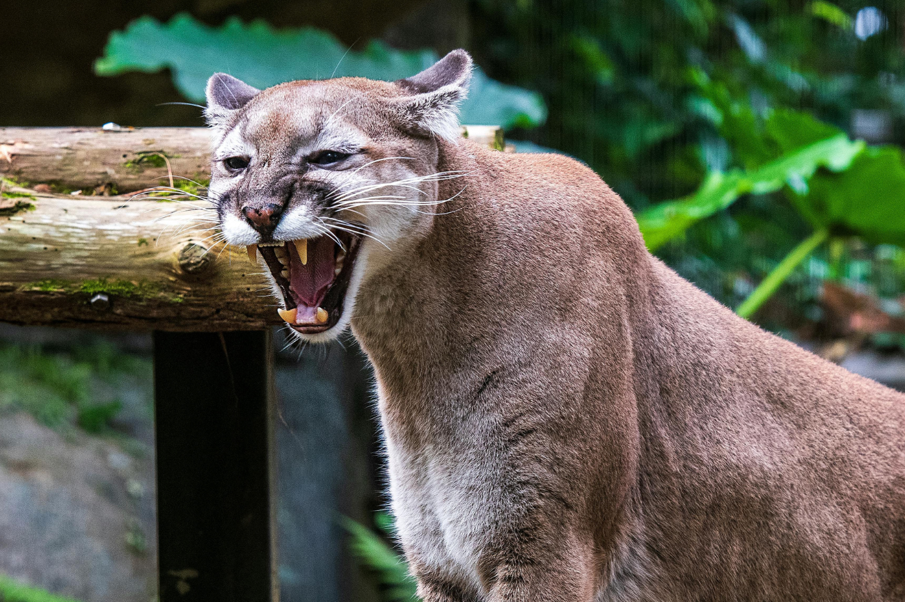 Puma zaatakowała chłopca na spacerze w górach Puma szczerzy kły