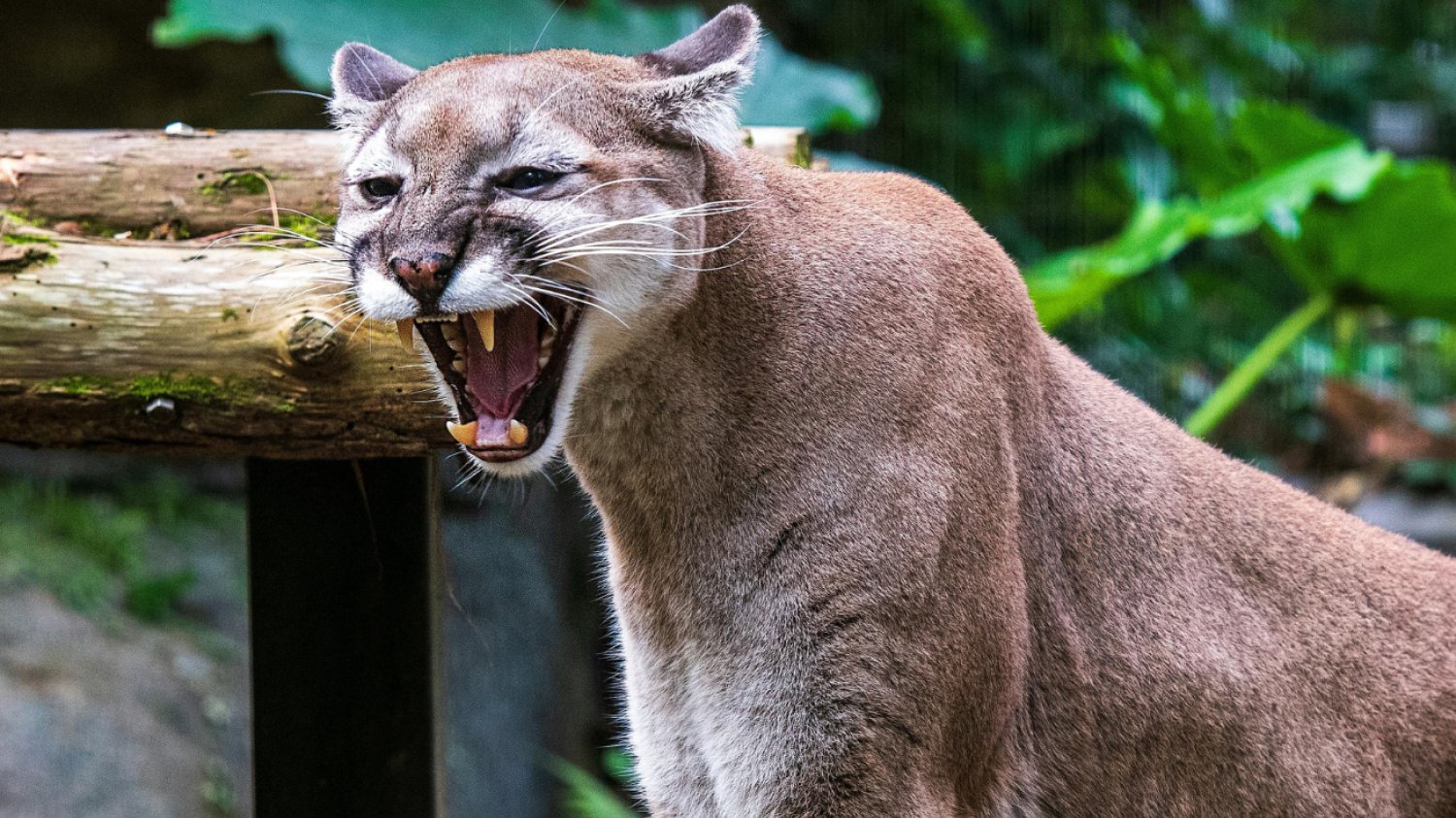 Puma szczerzy kły