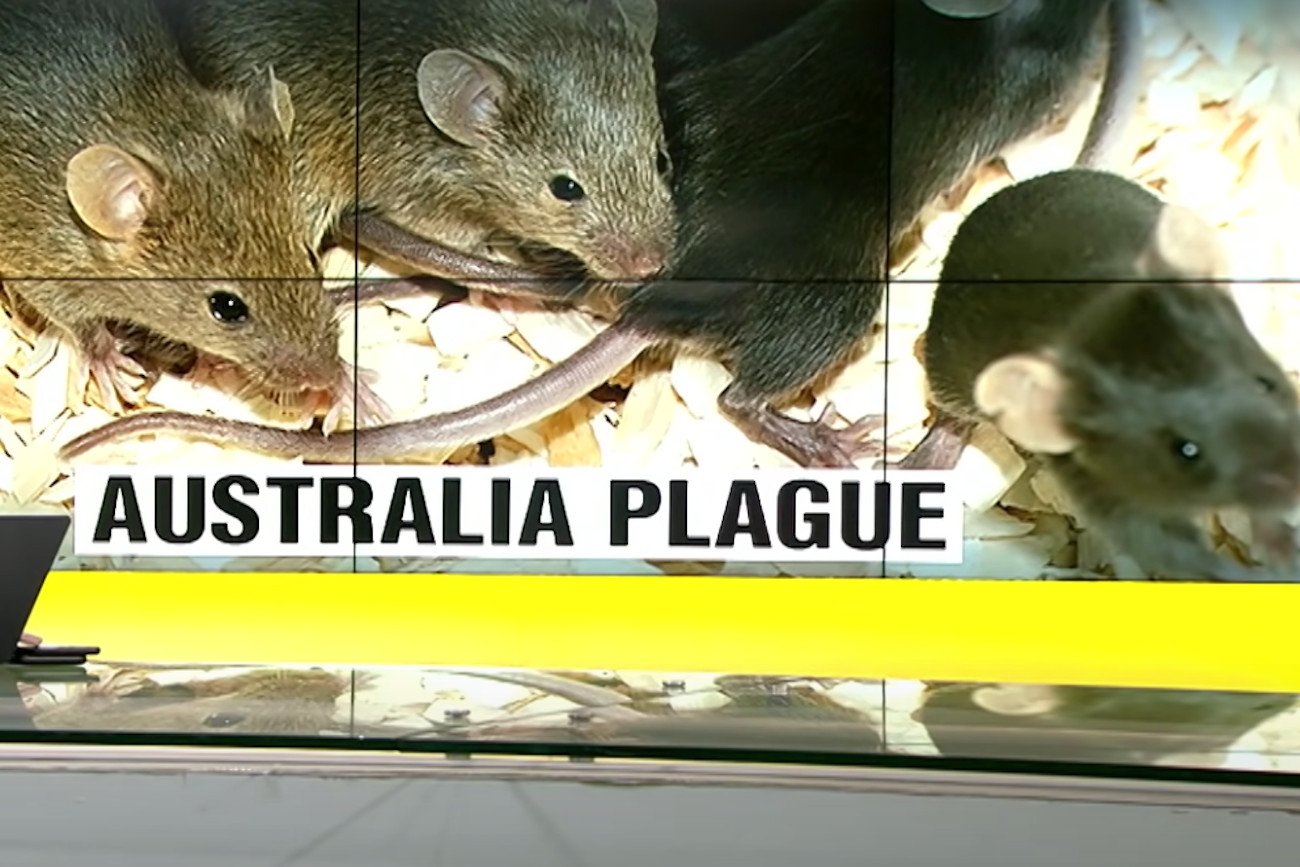 Takiej inwazji myszy w Australii nie przeżyli od lat.