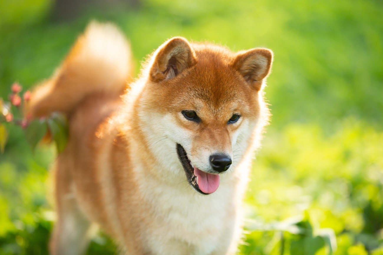 Shiba Inu – przykład psa średniej wielkości