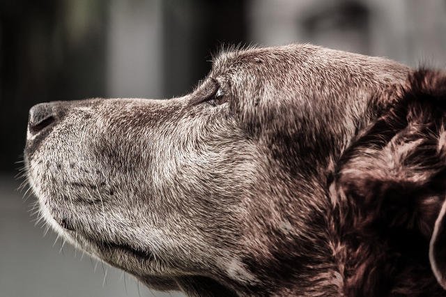 Rasowe psy nie zawsze dorastają w przyjemnych warunkach. Hodowanie ich wywołuje choroby, przez które niepotrzebnie cierpią.