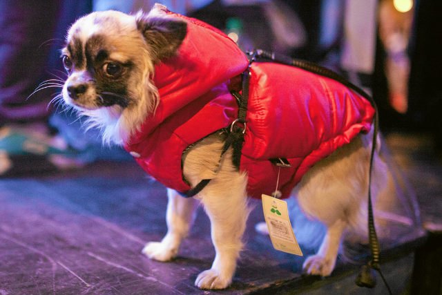 Ministerstwo Rolnictwa rozważa możliwość uruchomienia centralnego systemu identyfikacji i rejestracji psów