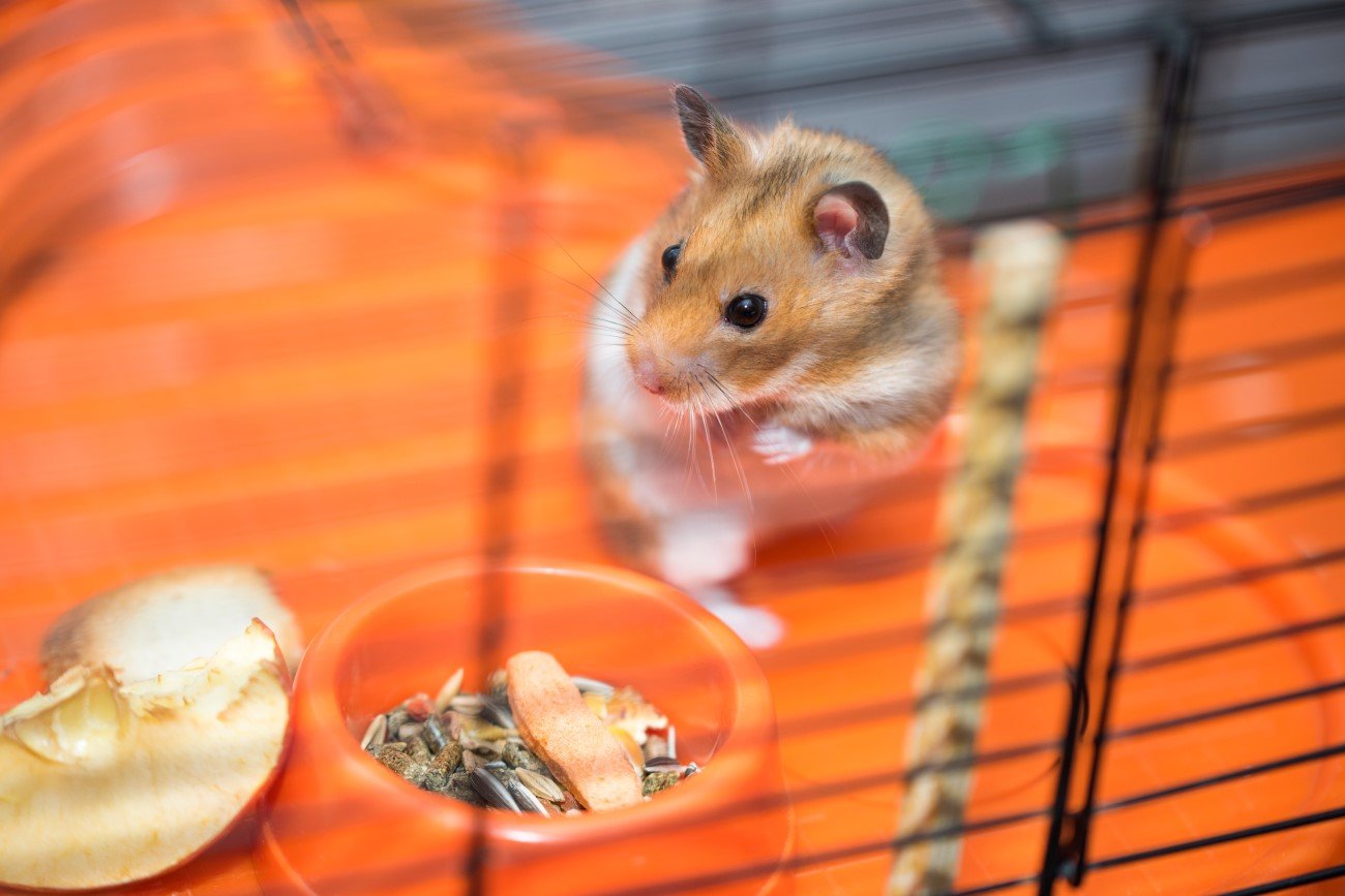 Chomiki są w sklepach zoologicznych rozchwytywanym "towarem"