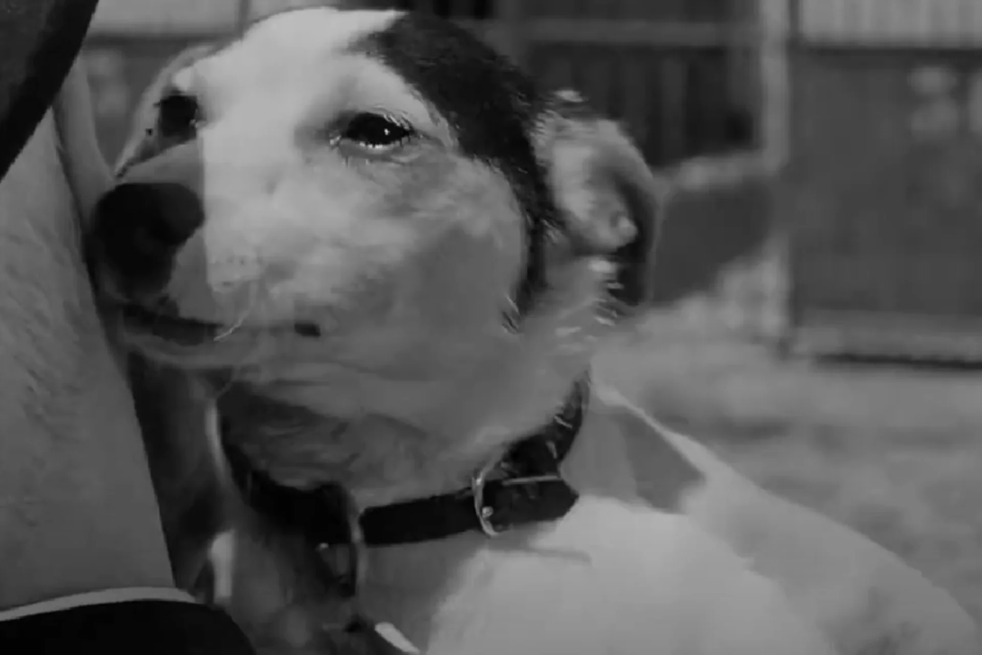 Piesek Flick ro jedyna radość w życiu mężczyzny Piesek przytula mężczyznę w kapeluszu