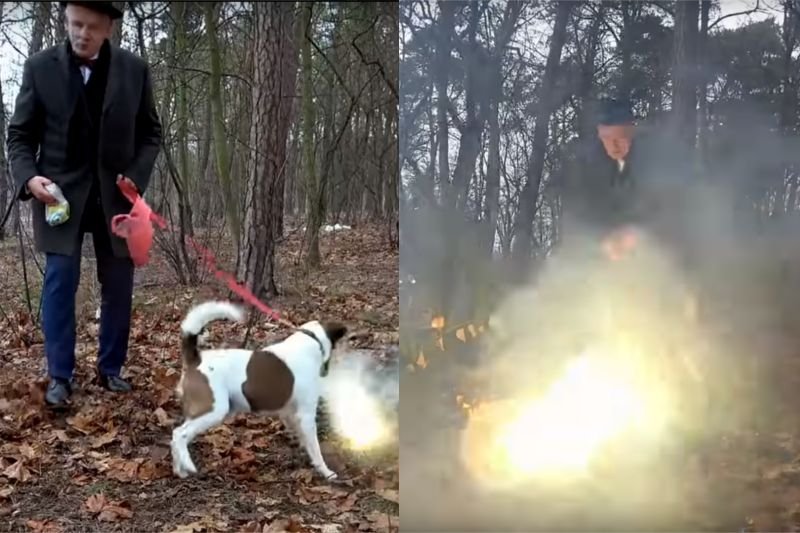 Janusz Korwin-Mikke pokazał, jak trenuje psa, by nie bał się petard