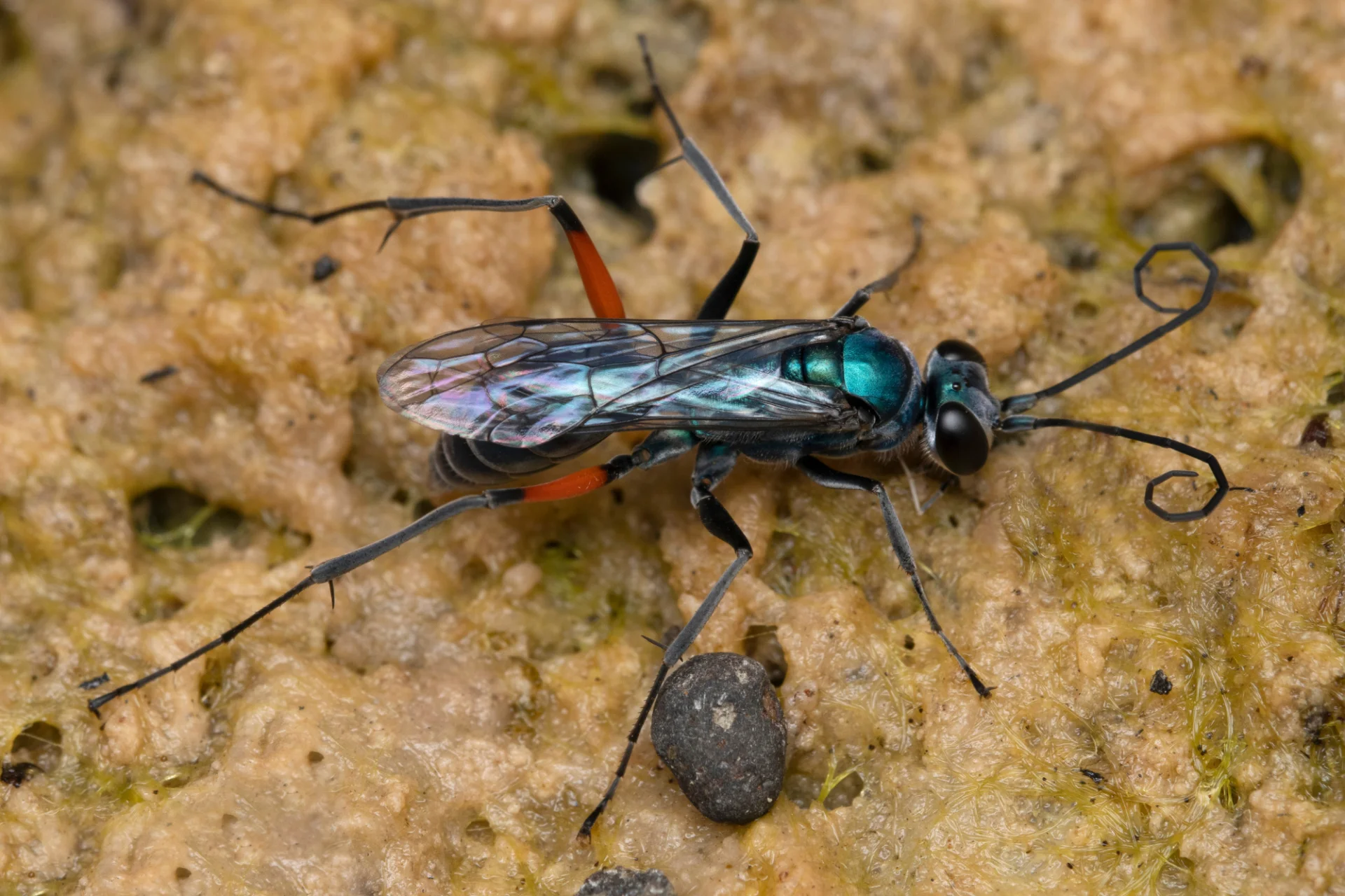 Osa szmaragdowa, Ampulex compressa Osa szmaragdowa, Ampulex compressa w bliskim kadrze