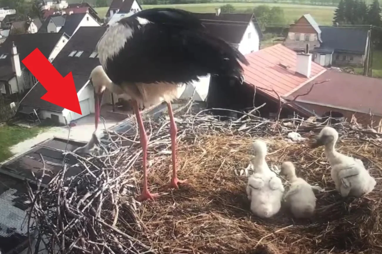 Słynny bociani tata wyrzucił jedno pisklę z gniazda. Wideo uchwyciło moment