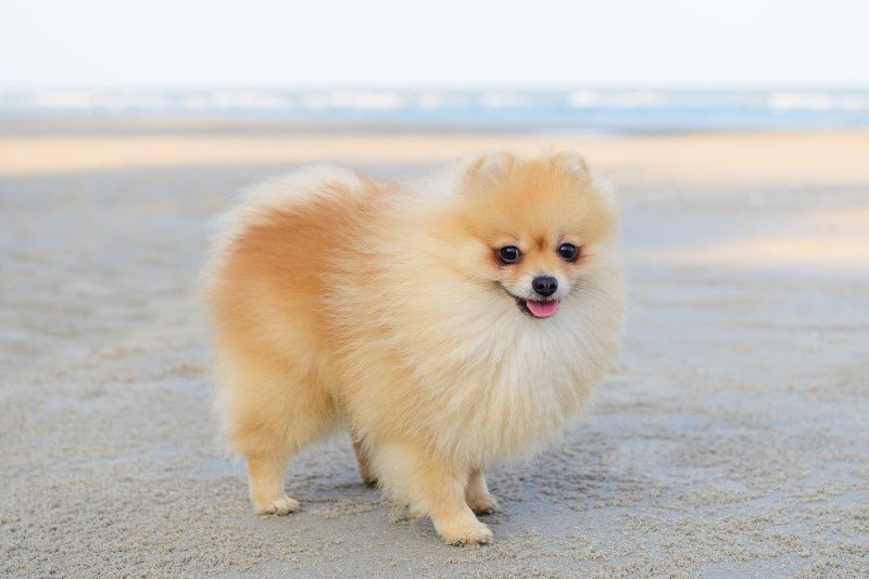 Szpic miniaturowy (Pomeranian) - jedna z najdroższych ras psów na świecie