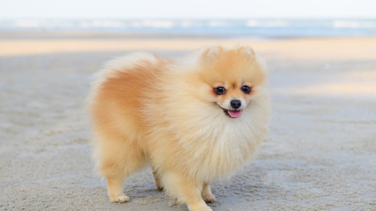 Szpic miniaturowy (Pomeranian) - jedna z najdroższych ras psów na świecie