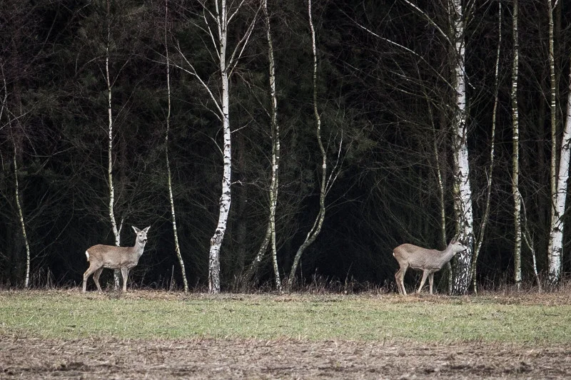 Myśliwi deklarują, że polowanie to nie rozrywka