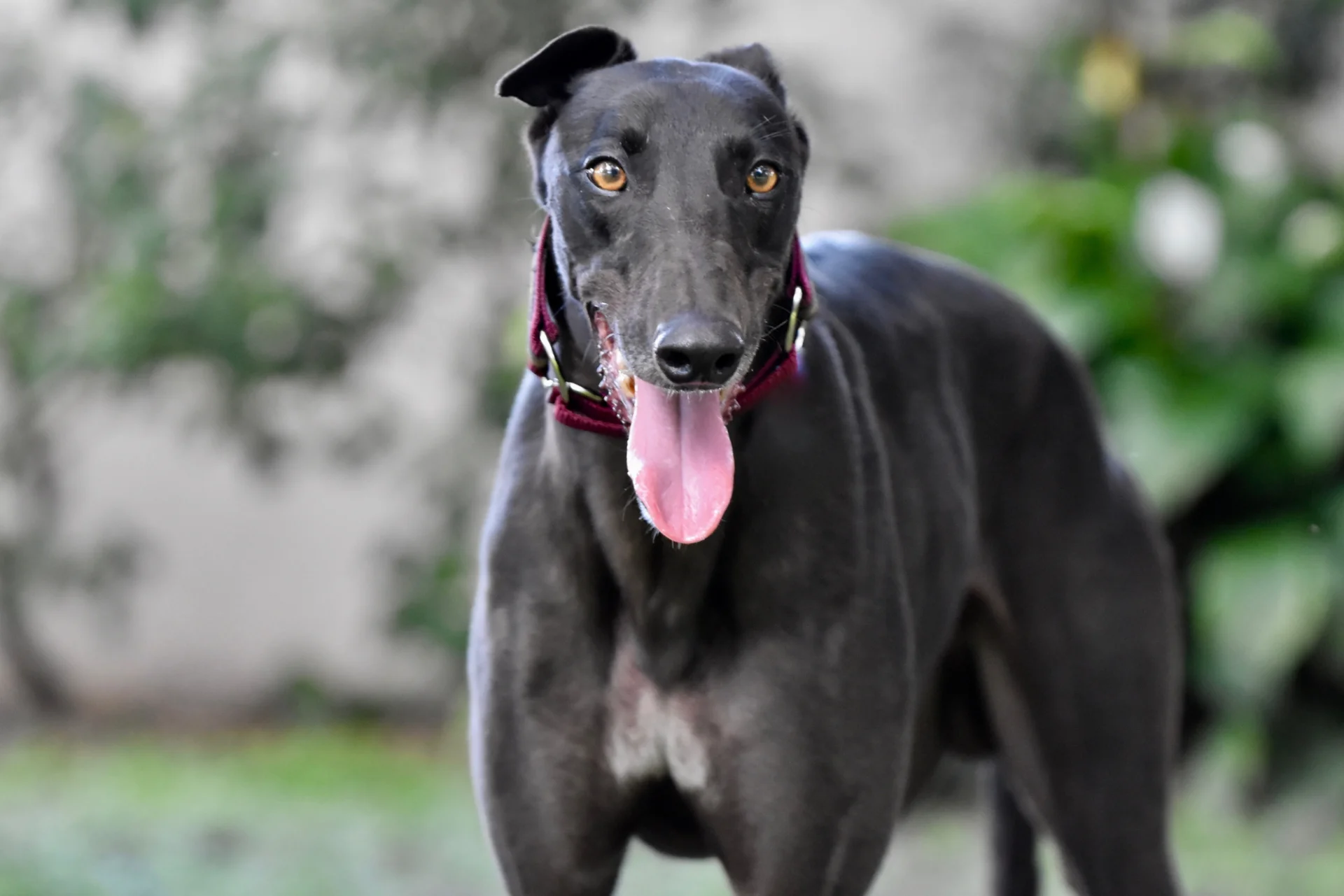 Ciemny pies rasy Greyhound na spacerze