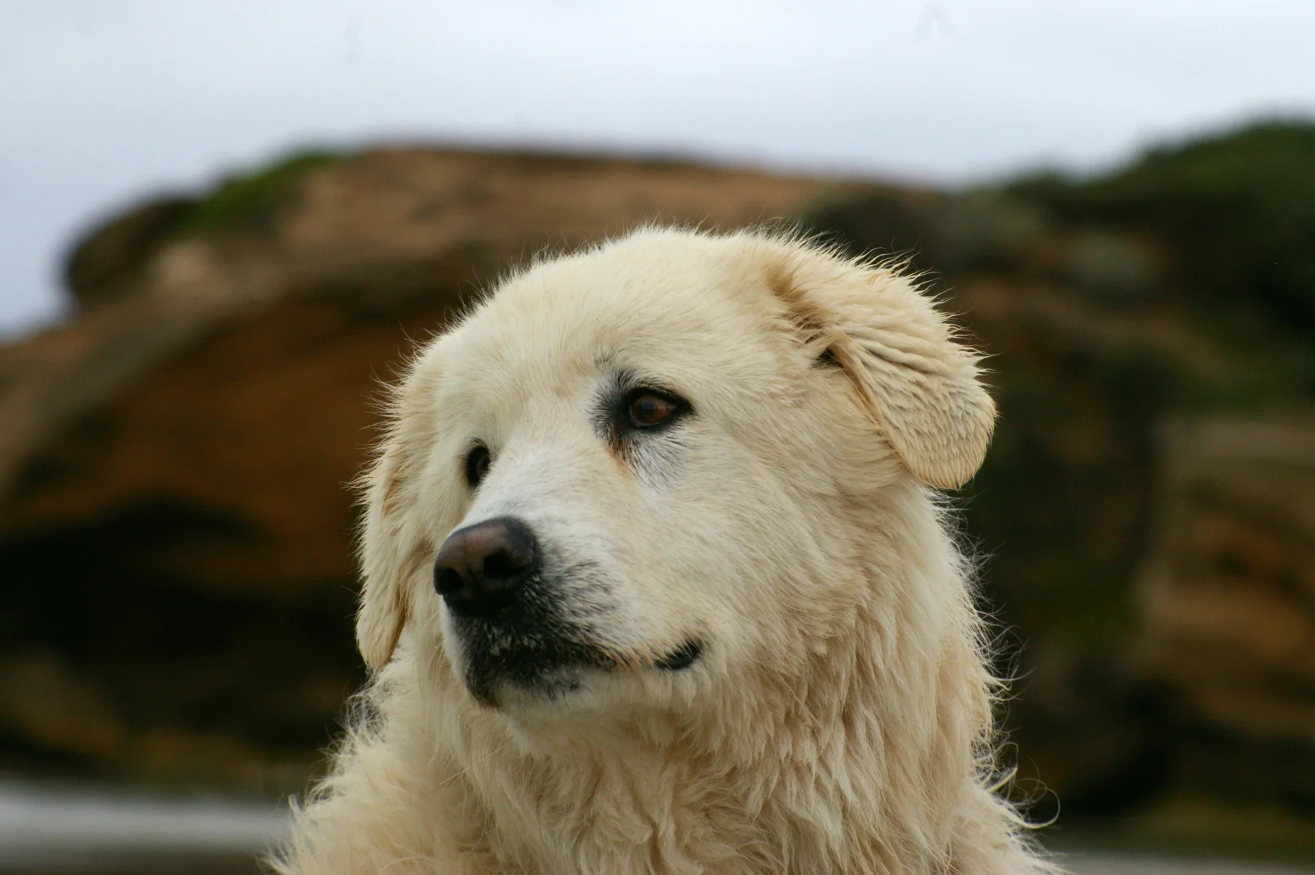 Owczarek maremma