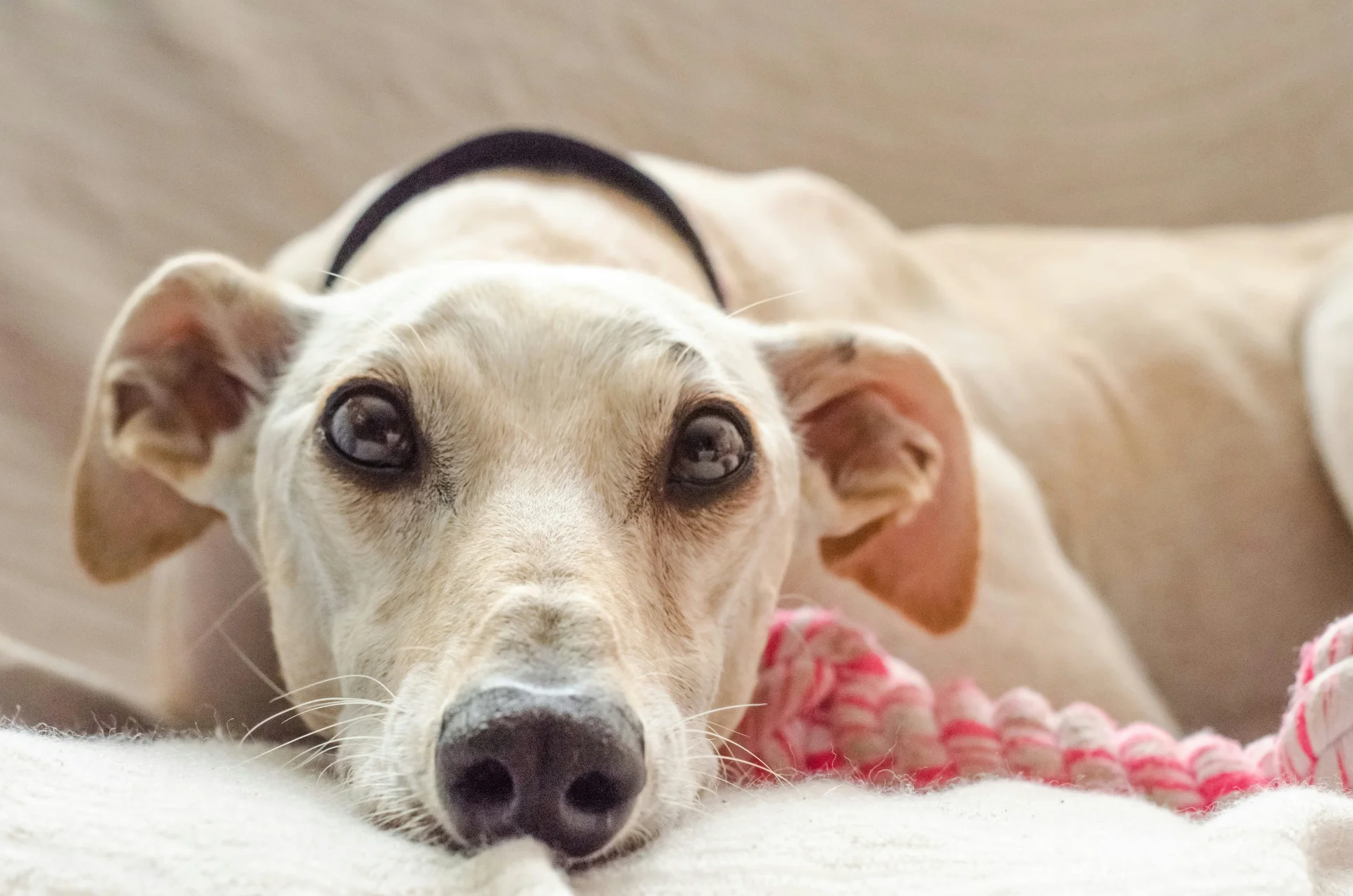 Whippet Whippet